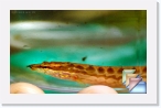 India-Kerala-Aquatic * Fresh Water Fishes of Kerala and India * (12 Slides)
