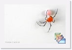 India-Kerala-Spiders * Spiders of Kerala and India * (21 Slides)