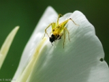 oxyopes_spider_004.jpg