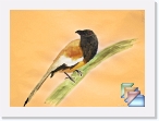 India-Kerala-Birds * Birds of Kerala and India * (50 Slides)