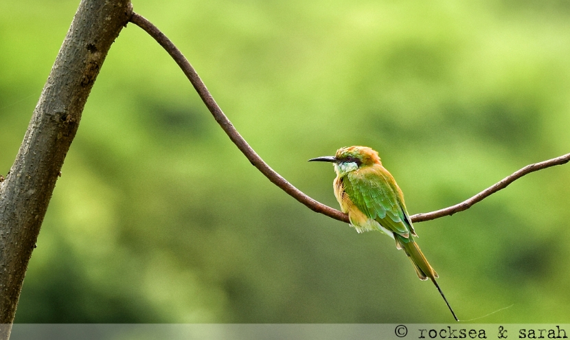 green_bee_eater_001