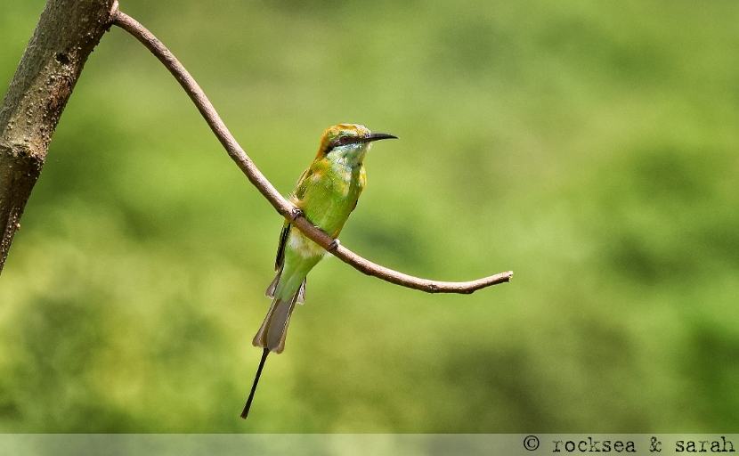 green_bee_eater_002
