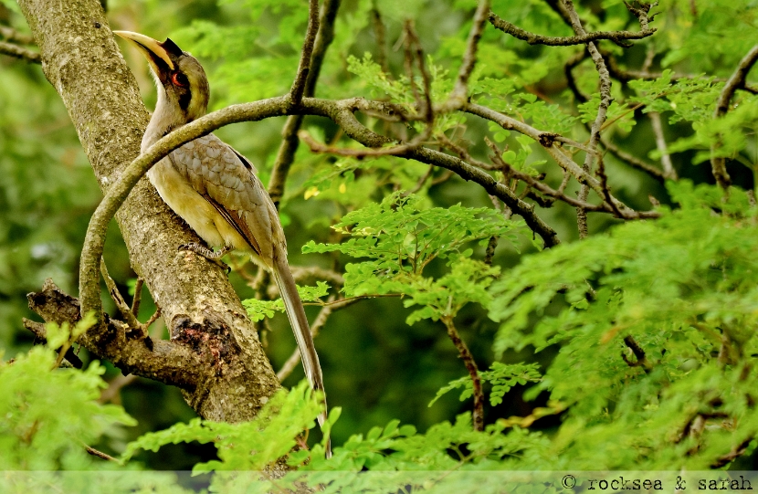 Indian Grey Hornbill