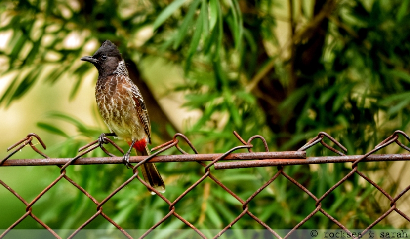 red_vented_bulbul_002