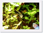 India-Kerala-Fauna * Fauna of Kerala and India * (34 Slides)