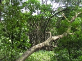 mangalavanam_mangrove_001.jpg