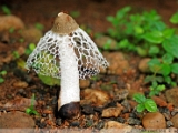 veiled_lady_mushroom_001.jpg