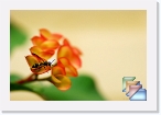 India-Kerala-Insects * Insects of Kerala and India * (23 Slides)