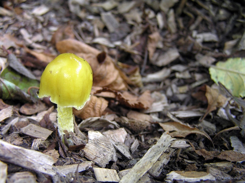 mushroom_hokkaido_botanical _garden_002