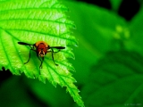 insect_005.jpg
