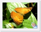 India-Kerala-Butterflies * Butterflies of Kerala and India * (34 Slides)
