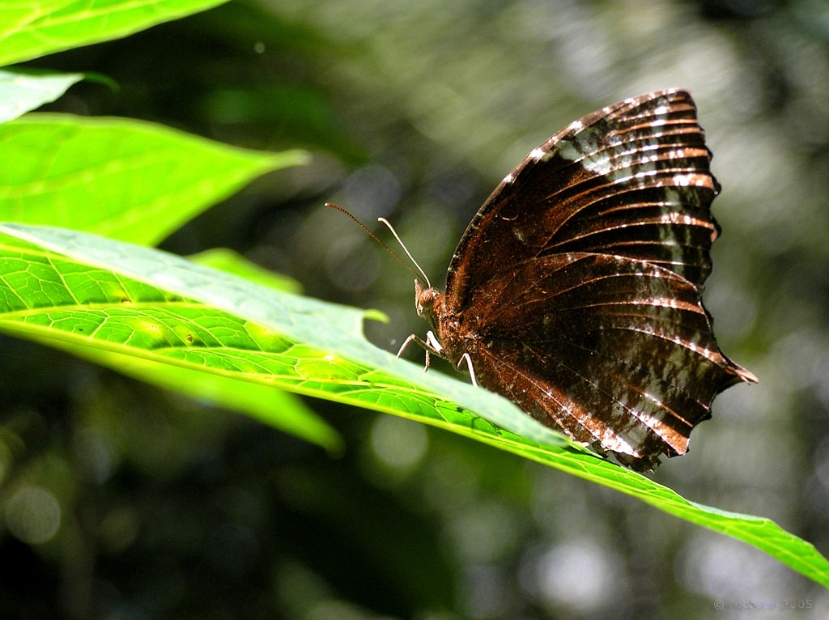 common_palmfly_butterfly_007