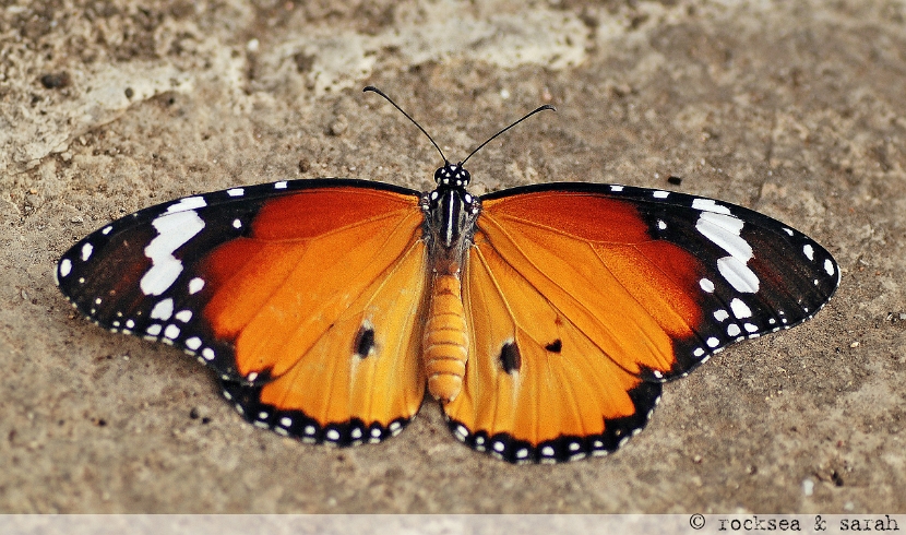 oriental plain tiger