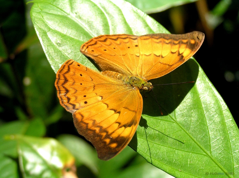 tamil_yeoman_butterfly_008