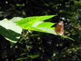 common_palmfly_butterfly_002.jpg