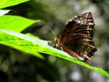 common_palmfly_butterfly_007.jpg