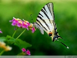 common_yellow_swallowtail_003.jpg