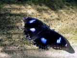 great_eggfly_butterfly_004.jpg