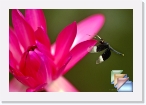 India-Kerala-Dragonflies-Damselflies * Dragonflies and Damselflies of Kerala and India * (16 Slides)